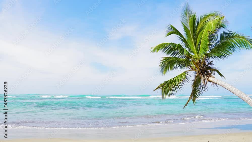 Sunny day on paradise Caribbean beach. Palm tree on the beach background. Punta Cana Dominican Republic beaches. Sunny day on paradise Caribbean beach. Palm tree on the beach background. Punta Cana Dominican Republic beaches.
