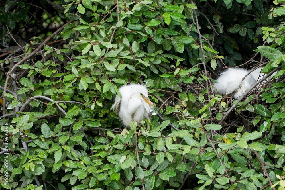 Obraz premium 鋭い目つきで周囲を警戒するコサギの雛