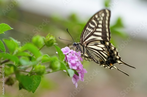 ランタナの蜜を懸命に吸うアゲハチョウ