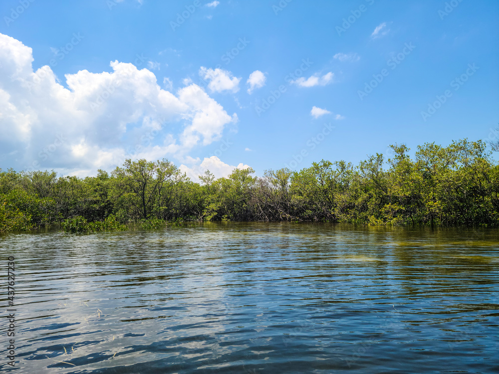 Florida Mangroves Tarpon Springs