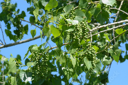 Early summer eastern cottonwood tree or leaves and seed capsules against blue sky photo
