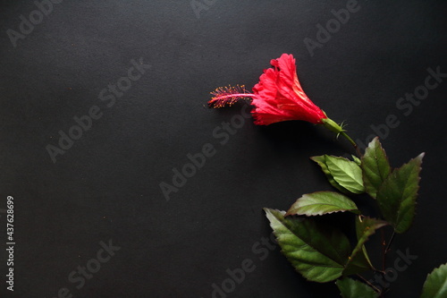 red hibiscus flower with green