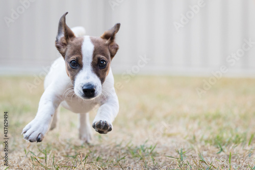 Jack Russell puppy running towards camera / owner.