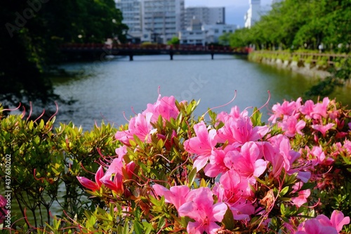 小田原城のお濠とツツジの花