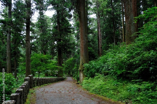 Wallpaper Mural 明神ヶ岳登山口へ向かう大雄山の杉並木 Torontodigital.ca