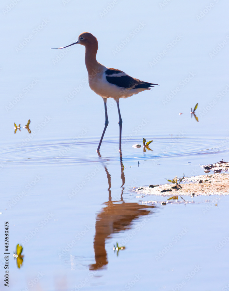 Obraz premium American Avocet