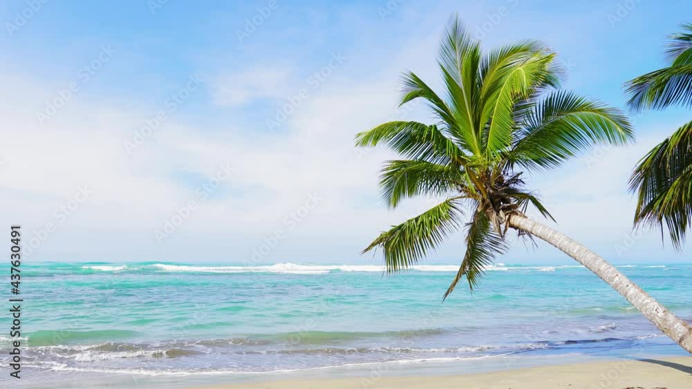 A lone palm tree bent over a beach with white clean sand near the shore of an amazing blue sea with clear water, no people, copy space. A lone palm tree bent over a beach with white clean sand near the shore of an amazing blue sea with clear water, no people, copy space.