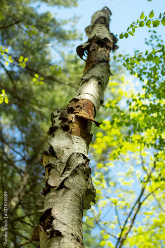 Birch tree stretching towards blue sky