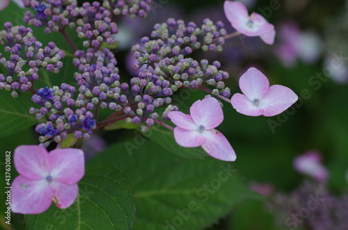 Wallpaper Mural アジサイのイメージ Torontodigital.ca