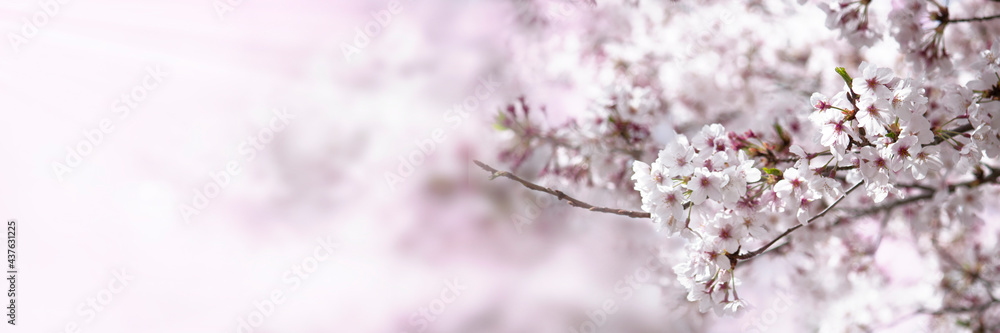 日本の桜の花の背景（うららかな春の日）