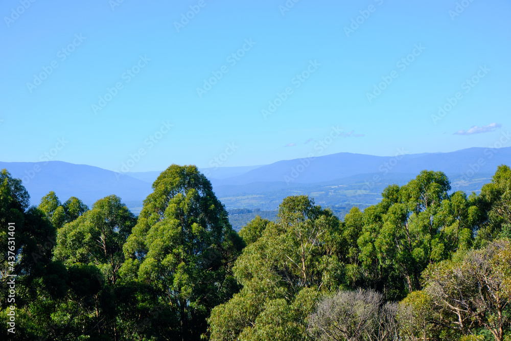 Fototapeta premium The Beautiful and Changing Colors Of Autumn In The Yarra Valley Victoria