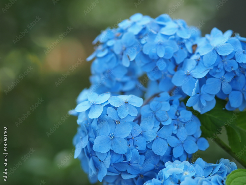 紫陽花 紫陽花