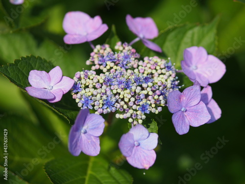 Wallpaper Mural 紫陽花 Torontodigital.ca