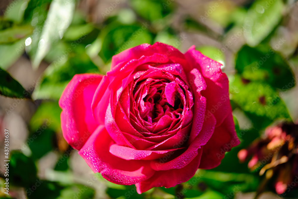 A Rose is a woody perennial flowering plant of the genus Rosa, in the family Rosaceae, or the flower it bears.There are over three hundred species and thousands of cultivars.They form a group of plant A Rose is a woody perennial flowering plant of the genus Rosa, in the family Rosaceae, or the flower it bears.There are over three hundred species and thousands of cultivars.They form a group of plant