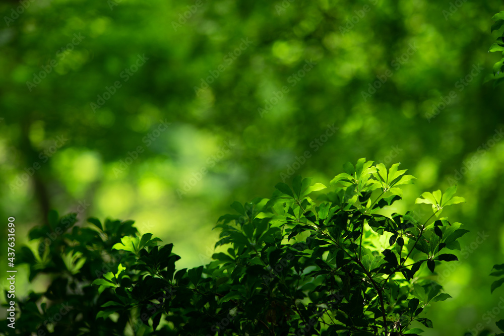 Obraz premium 新緑の木々