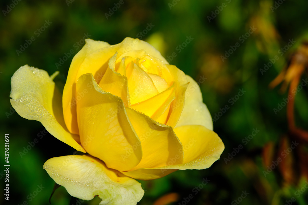 A Rose is a woody perennial flowering plant of the genus Rosa, in the family Rosaceae, or the flower it bears.There are over three hundred species and thousands of cultivars.They form a group of plant A Rose is a woody perennial flowering plant of the genus Rosa, in the family Rosaceae, or the flower it bears.There are over three hundred species and thousands of cultivars.They form a group of plant