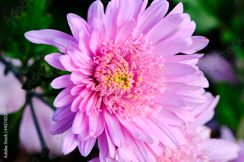 Gerbera Daisy is native to tropical regions of South America, Africa and Asia. The first scientific description of a Gerbera was made by J.D. Hooker in Curtis's Botanical Magazine in 1889 when he desc