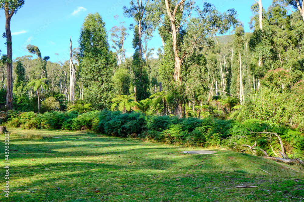 Beautiful forest landscape of the Badger Creek Weir area. 