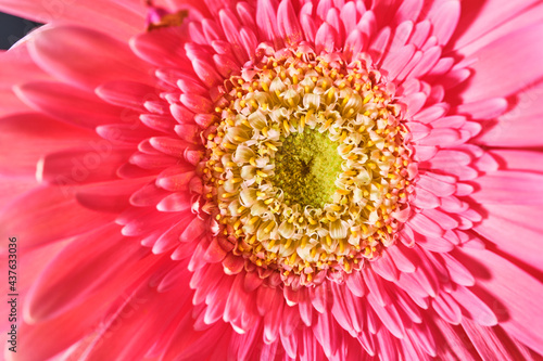Gerbera Daisy is native to tropical regions of South America  Africa and Asia. The first scientific description of a Gerbera was made by J.D. Hooker in Curtis s Botanical Magazine in 1889 when he desc