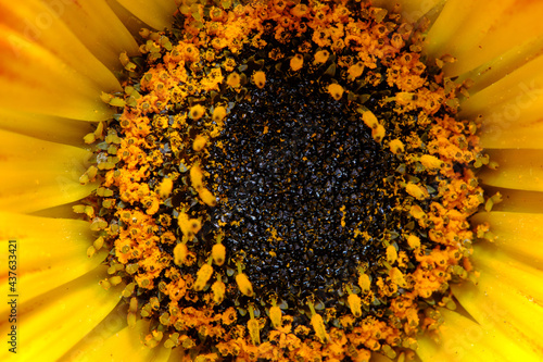 Gerbera Daisy is native to tropical regions of South America, Africa and Asia. The first scientific description of a Gerbera was made by J.D. Hooker in Curtis's Botanical Magazine in 1889 when he desc