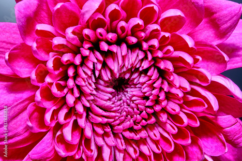 Gerbera Daisy is native to tropical regions of South America, Africa and Asia. The first scientific description of a Gerbera was made by J.D. Hooker in Curtis's Botanical Magazine in 1889 when he desc