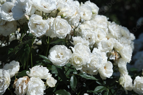 Bunches Of Beautiful White Roses