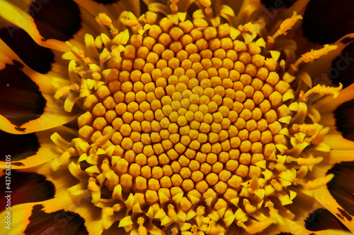 Gerbera Daisy is native to tropical regions of South America, Africa and Asia. The first scientific description of a Gerbera was made by J.D. Hooker in Curtis's Botanical Magazine in 1889 when he desc