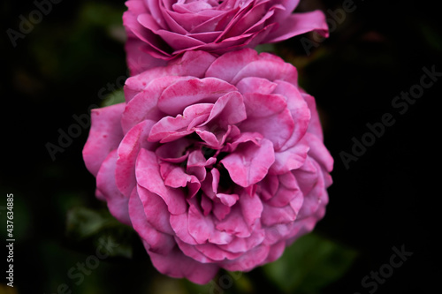 The David Austin English roses carry the beautiful old rose-type blooms with that old-fashioned look to them