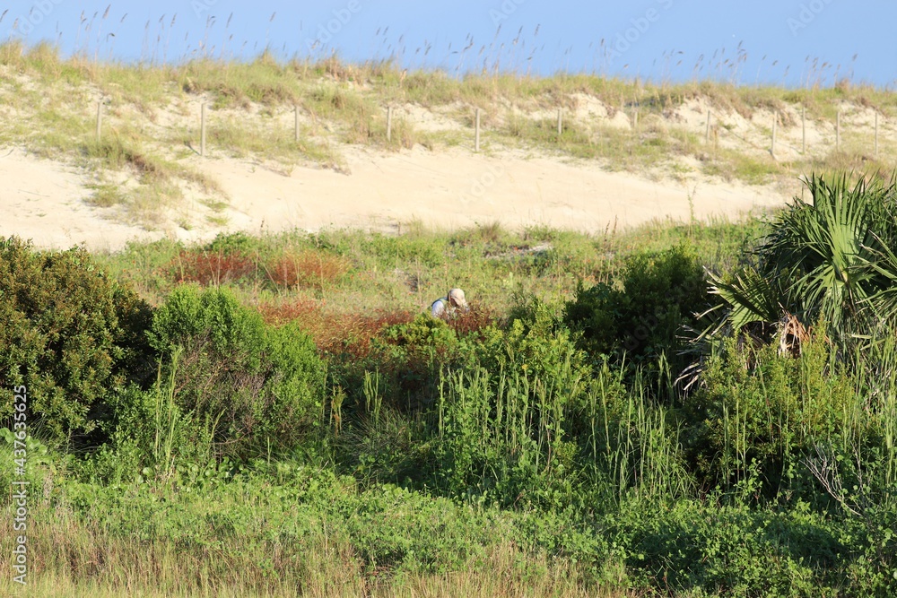 Fototapeta premium wild rice field