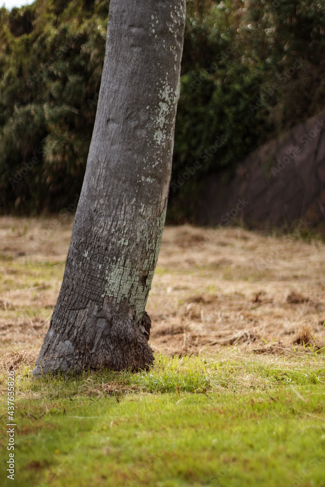 Fototapeta premium 芝生の生えた木の下