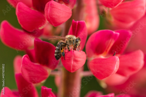 close-up of a bee collecting nectar on a lupin blossom