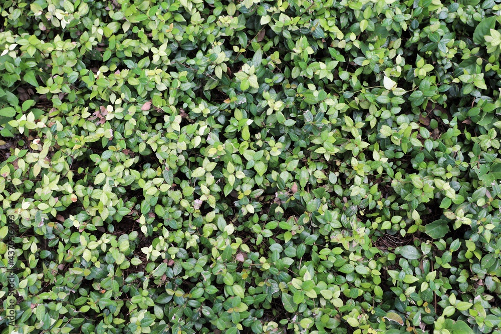 custom made wallpaper toronto digitalgreen background