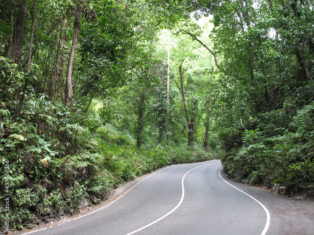 Obraz premium Fern Gully Jamaica
