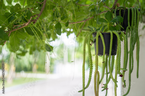 Hanging Monadenium stapelioides or euphorbia neostapelioides in plant pot outdoor. photo