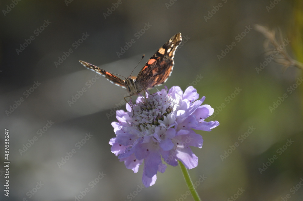 mariposa en una flor