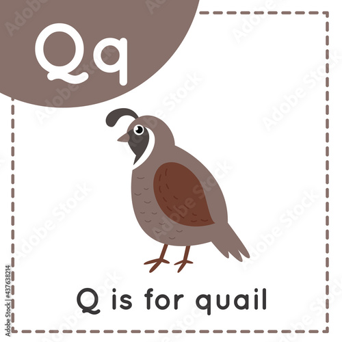 Learning English alphabet for kids. Letter Q. Cute cartoon quail.