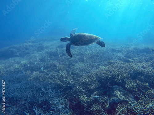 turtle swimming underwater