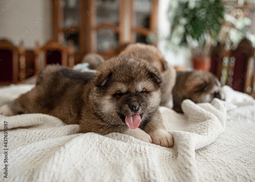 Close-up of a funny fluffy puppy playing on a blanket.