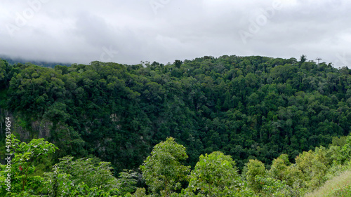 forest in the mountains