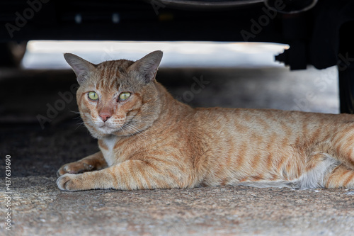 Old Tabby Yellow Cat Laying Under The Car, Thailand.