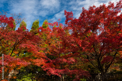 autumn trees at Koko-en garden, Himeji