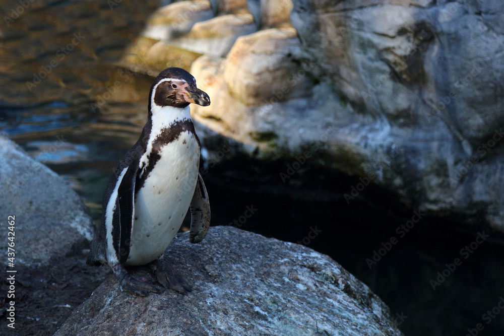 Naklejka premium Humboldtpinguin / Humboldt penguin / Spheniscus humboldti