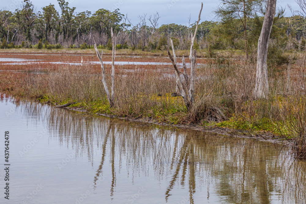 Dead trees by the water, Durras Lake, NSW, May 2021