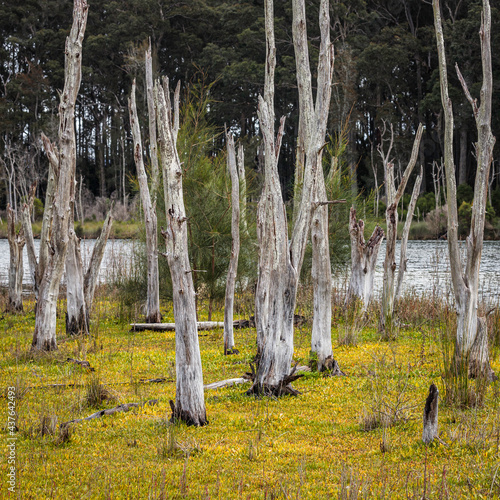 Dead trees by the water, Durras Lake, NSW, May 2021 photo