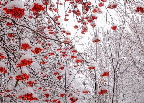 Branches of rowan tree with ashberries under snow at winter day photo