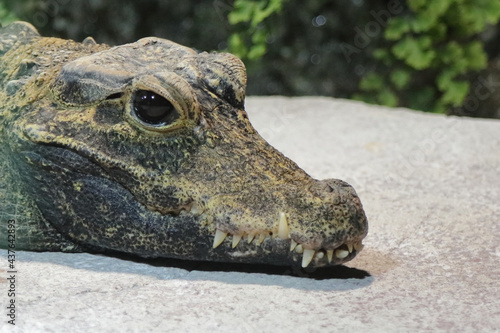 Stumpfkrokodil / Dwarf crocodile / Osteolaemus tetraspis photo