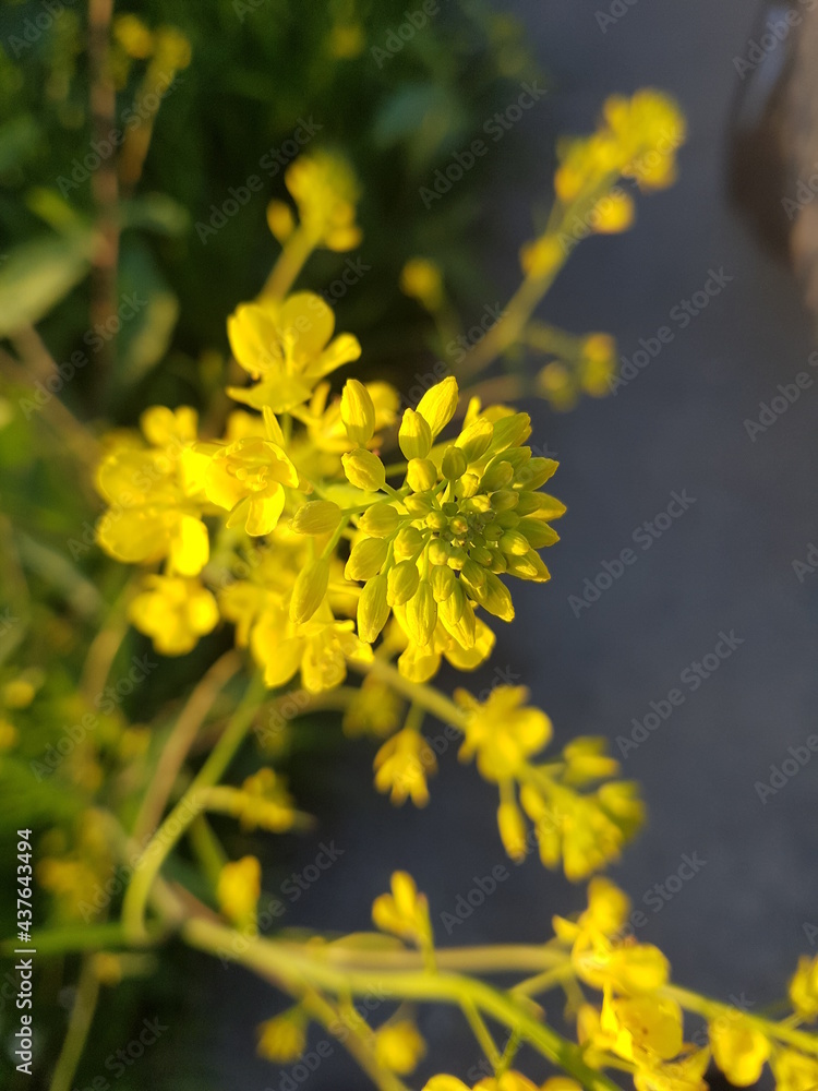 Obraz premium yellow flowers in the garden