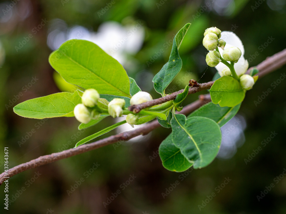 Spring,wild flowering of plants, awakening in nature, young flowers and shoots of trees with leaves on the sunny side. Spring,wild flowering of plants, awakening in nature, young flowers and shoots of trees with leaves on the sunny side.