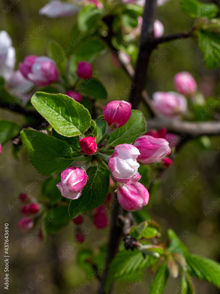 Spring,wild flowering of plants, awakening in nature, young flowers and shoots of trees with leaves on the sunny side. Spring,wild flowering of plants, awakening in nature, young flowers and shoots of trees with leaves on the sunny side.