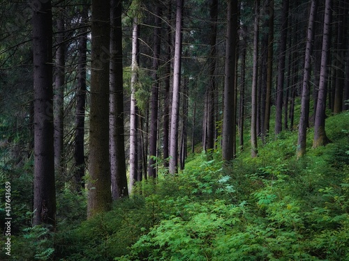 Pine and fir trees. Green coniferous forest in the morning. Dense old woods. Beautiful nature. 